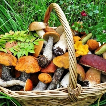 Грибной тест. Что Вы знаете о грибах?