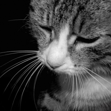 Тест по русскому языку на тему Цитаты