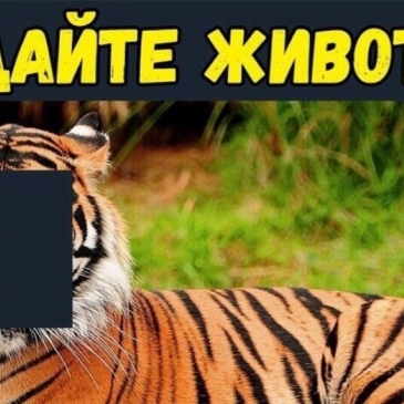 Попробуй угадать редкое животное Попробуй угадать редкое животное