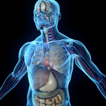 Как хорошо ты знаешь человеческое тело? Как хорошо ты знаешь человеческое тело?