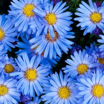 Пословицы про сказки. Пословицы про сказки.