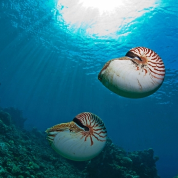 Мировой океан и всё что с ним связано Мировой океан и всё что с ним связано