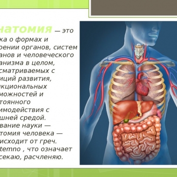 Проверка:знания анатомии. Интересно! Проверка:знания анатомии. Интересно!
