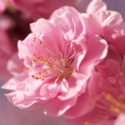 Iris_