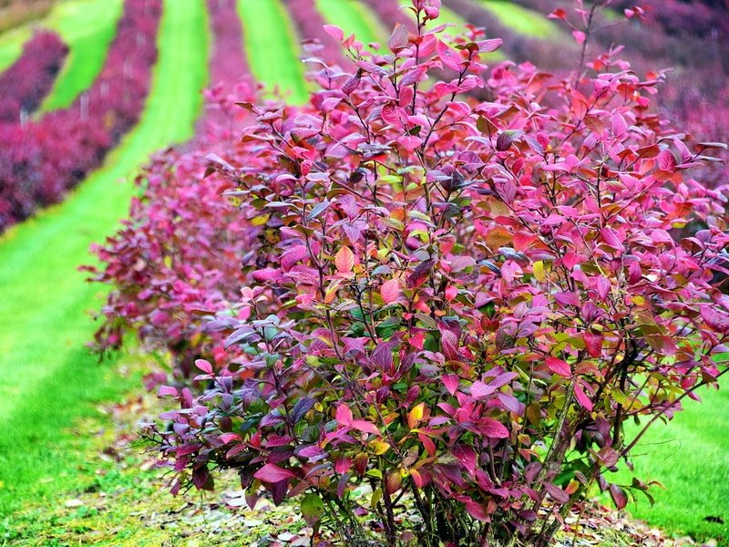 Сколько кустарников вы узнаете по фото?