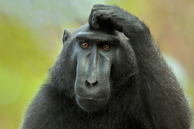 Умеешь ли ты расставлять запятые?