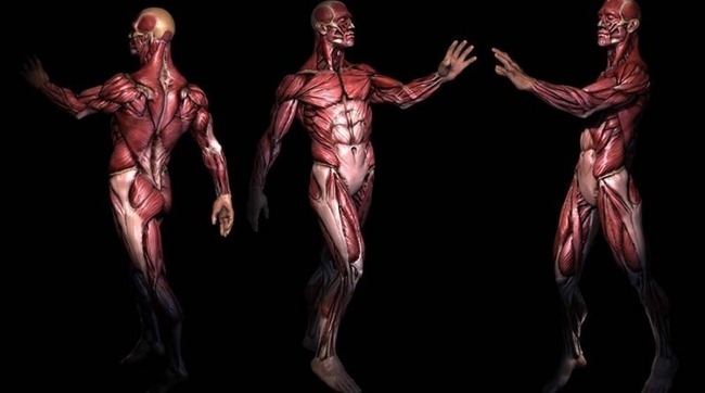 Как хорошо вы знаете человеческое тело?