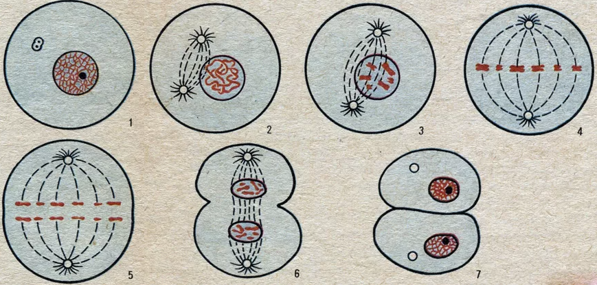 Тест на тему Размножение клетки, онтогенез