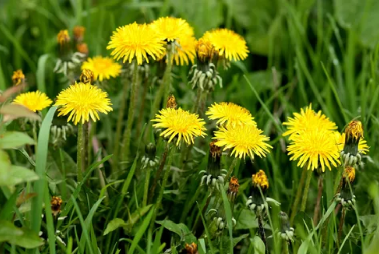 Тест на тему Дикорастущие растения