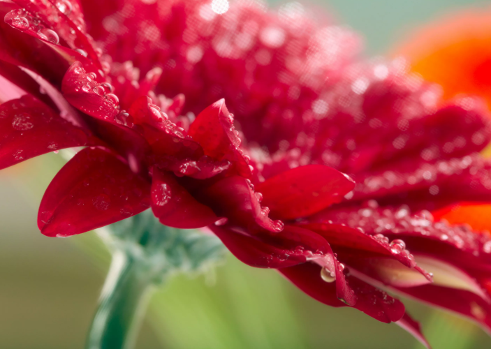 Тест. «Мир цветов»