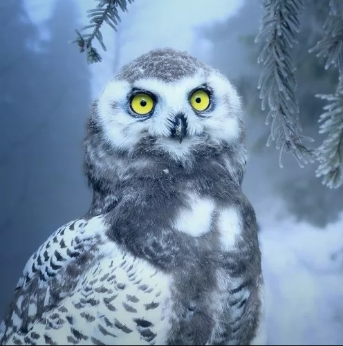 Угадай птичку по фотографии