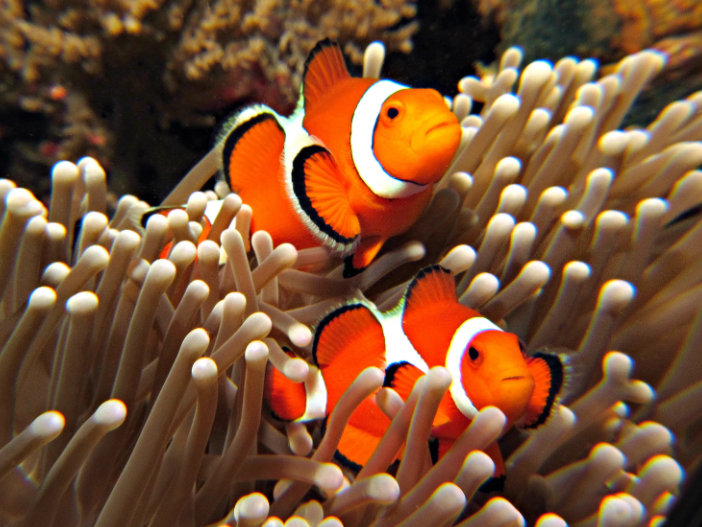 Тест про рыб