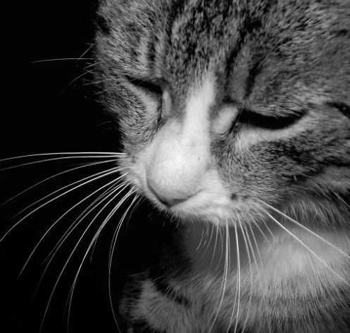 Тест по русскому языку на тему Цитаты