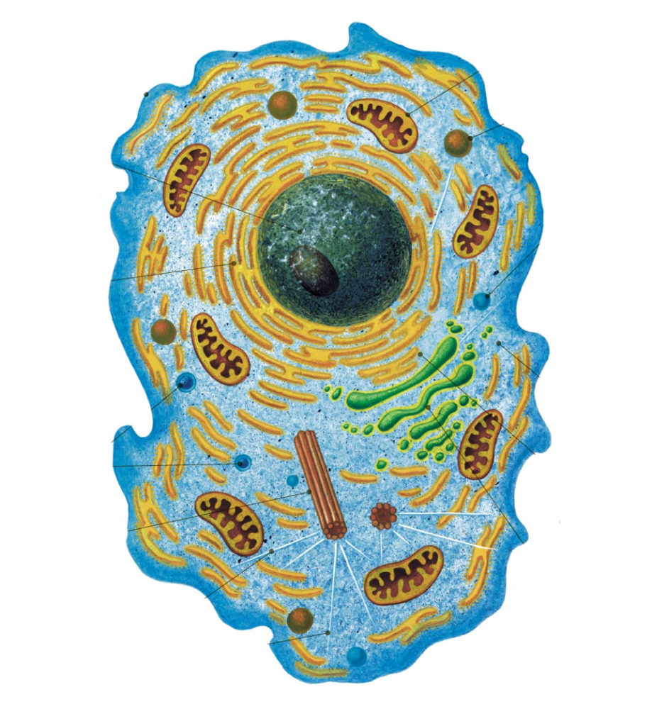 В каждой живой клетке происходит обмен веществ, который представляет собой: