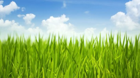 Какая трава самая высокая в мире?
