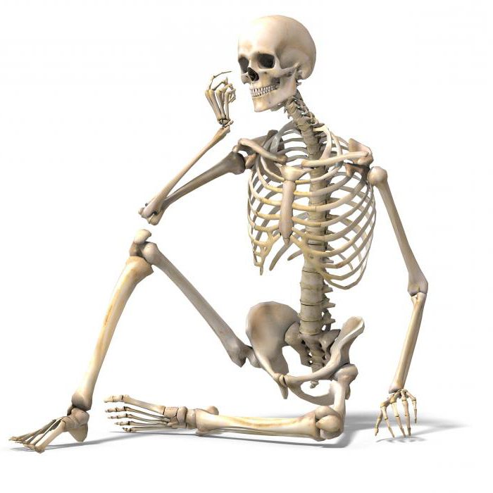 Сколько костей в теле взрослого человека?