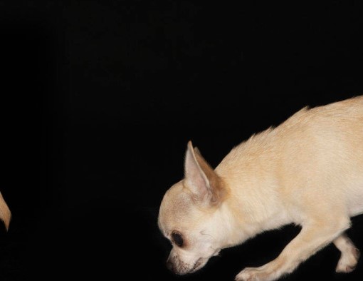 Это самая крупная железа внешней секреции позвоночных животных, состоящая из двух долей и расположенная в брюшной полости под диафрагмой. О каком органе речь?