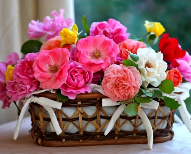 Какое название является другим названием Мимозы?