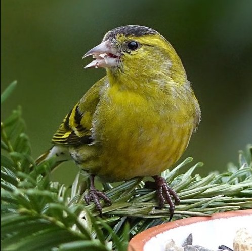 Эту птичку раньше очень часто содержали в качестве домашнего питомца. Как она называется?