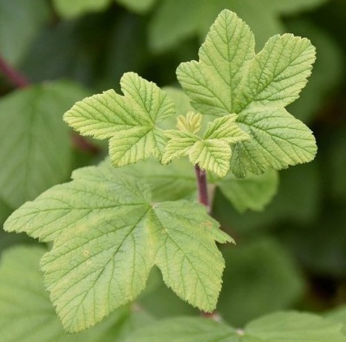 Ягоды этого растения очень вкусны, а листья используются в овощных заготовках. Узнаете его?