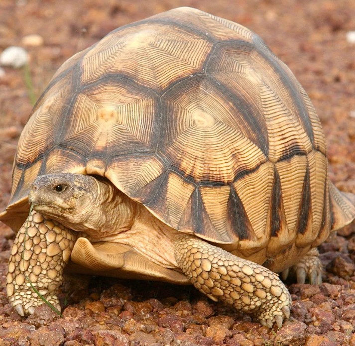 Что попросила сделать Орла Черепаха в одной из басен Льва Толстого?