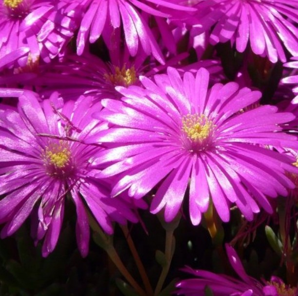  Этот яркий суккулент родом из Африки. Некоторые его виды до сих пор используются коренным населением в ритуальных целях.