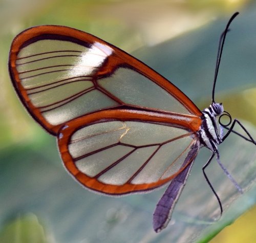 Удивительная бабочка с прозрачными крыльями, не находите? В русскоязычной литературе ее еще называют стеклянной бабочкой.