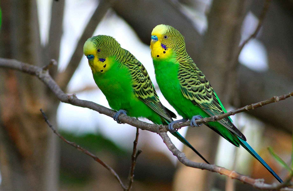  Эти некрупные попугайчики шумны и говорливы. Они довольно легко обучаются человеческой речи и могут запоминать несколько десятков слов.