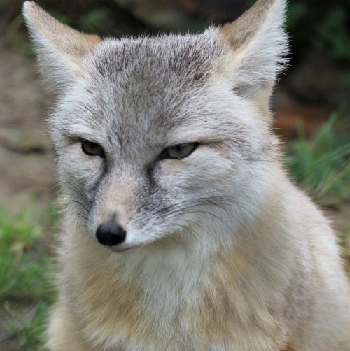 Это степная красавица значительно мельче обыкновенной лисицы. Живут они  в степях, пустынях и полупустынях. 