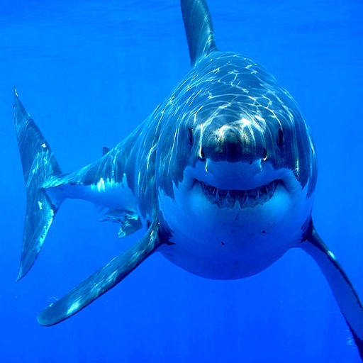 Кто первым упомянул о нападении акулы?