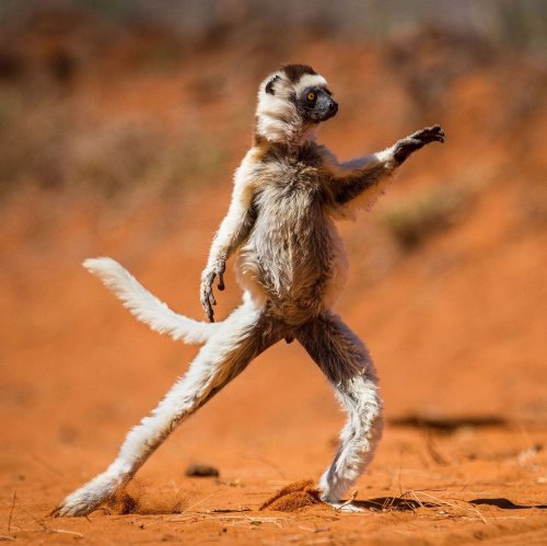 Эта небольшая обезьяна похоже научился танцевать. Живёт она только на Мадагаскаре. Два её названия хохлатый индри или пропитек, но есть и третье. Это ...