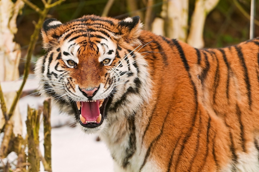 Часто ли тигры нападают на людей?