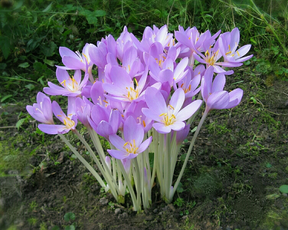  Одно из наименований этого цветка происходит от названия исторической области на Чёрном море.