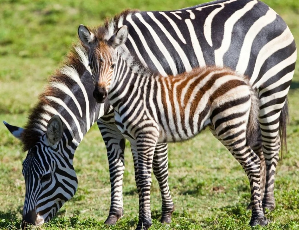 Как детеныш зебры узнает свою мать?