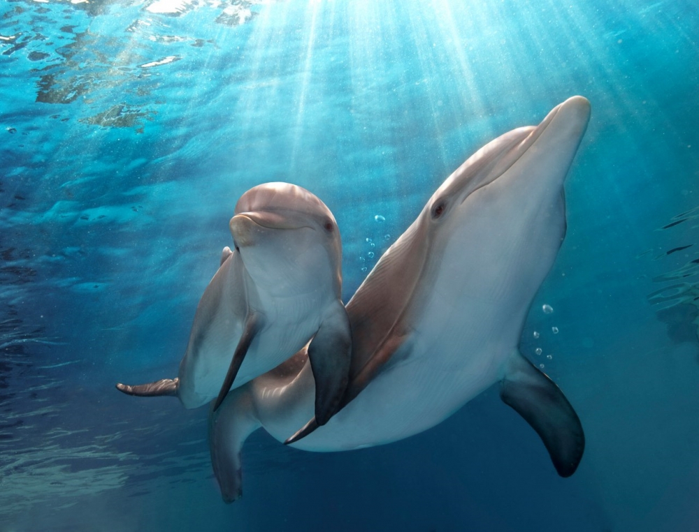 Какой вид дельфинов становится полностью белым во взрослом возрасте?