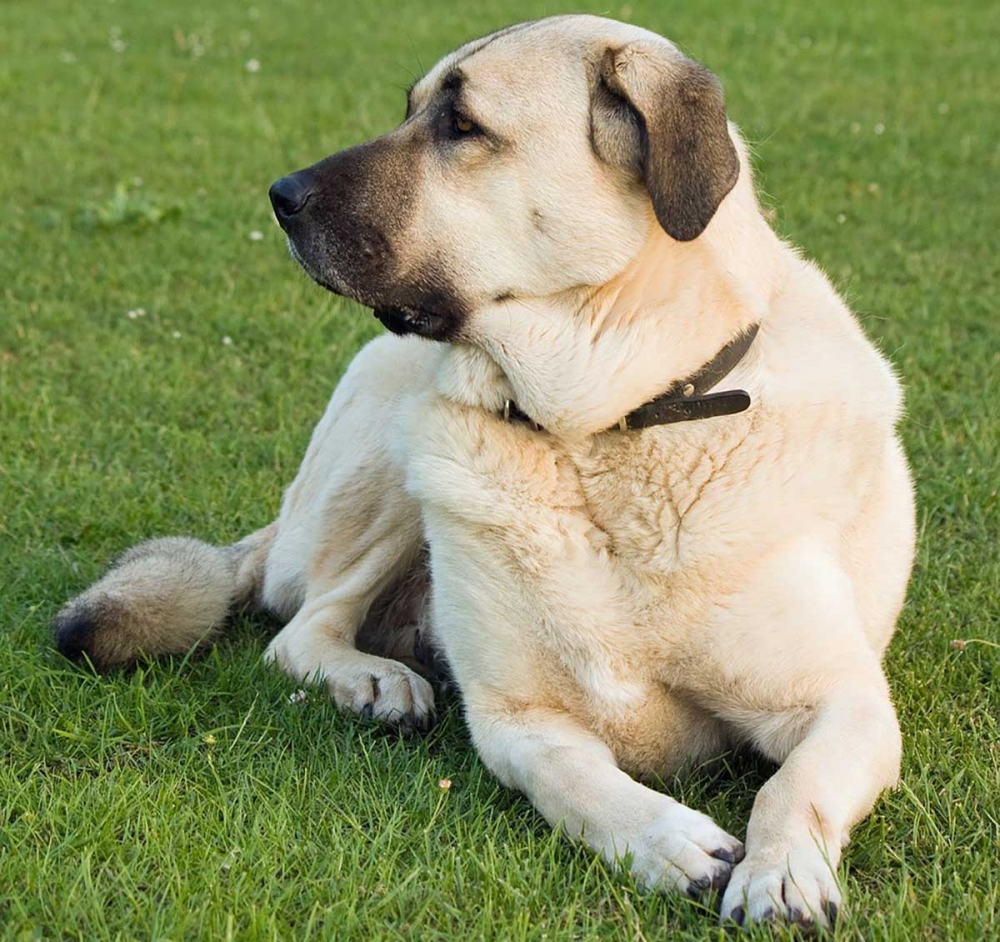 Общепринятое турецкое название этой древней породы собак — кангал.