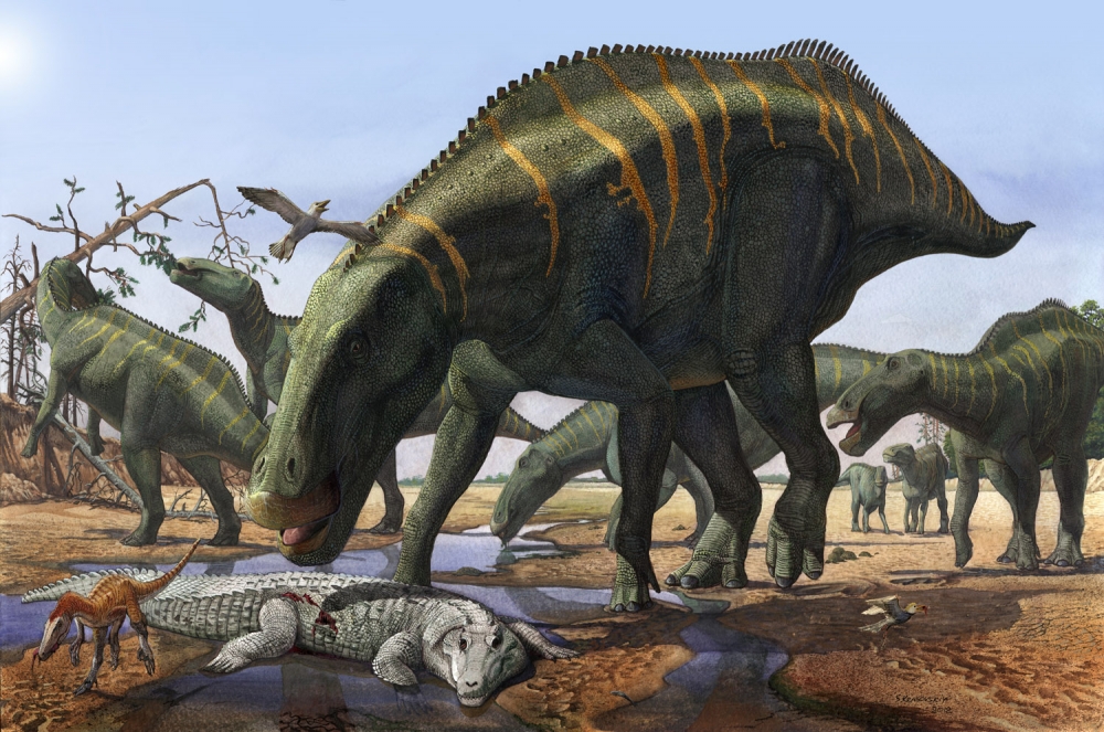 Динозавры с прочной головой, самцы которых, бодаясь головами, сражались за самку или за положение главного в стаде?