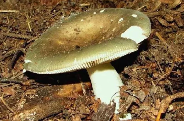 Этот гриб съедобен?