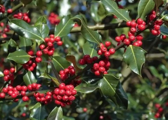 Как называется этот кустарник?