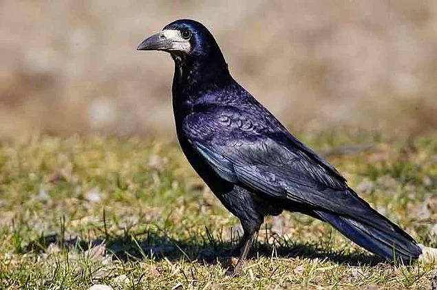 Почему грач прилетает первым?