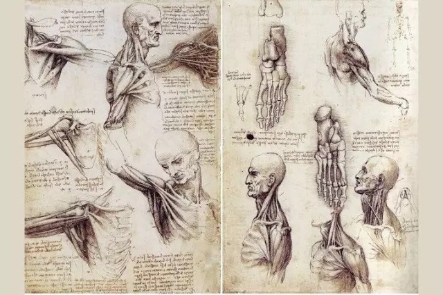 Аппендикс расположен в