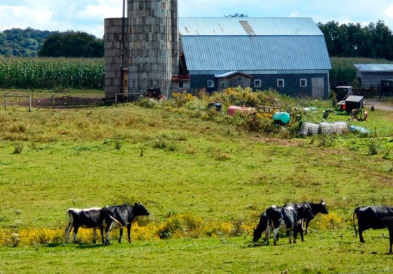Какая страна получила прозвище «Молочная ферма Европы»?