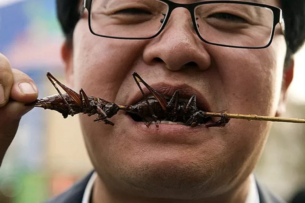 Какое насекомое нежелательно использовать в пищу?