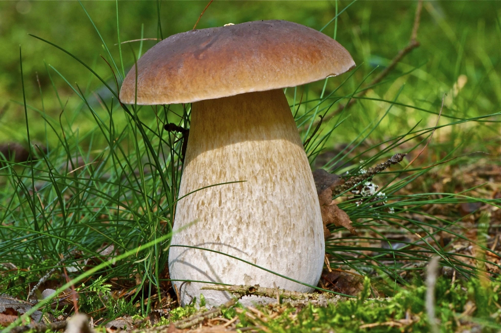 кто питается грибами в лесу из животных