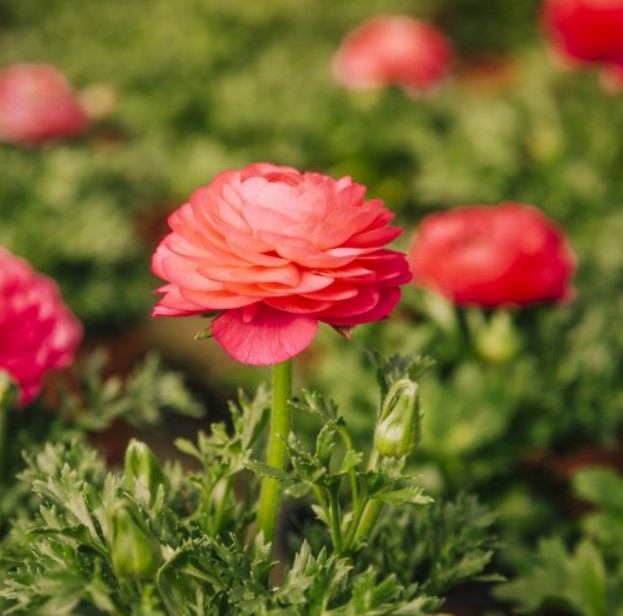 Название этого цветка произошло от латинского слова «лягушка». А его полевой родственник — скоромный жёлтый лютик. 