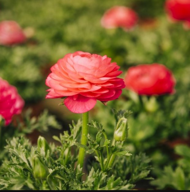  Название этого цветка произошло от латинского слова «лягушка». А его полевой родственник — скоромный жёлтый лютик. 