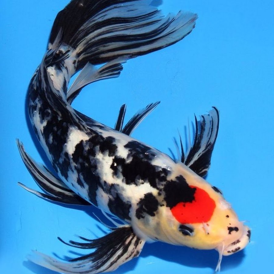 Эта декоративная рыба была выведена японцами из сазана несколько сотен лет назад.
