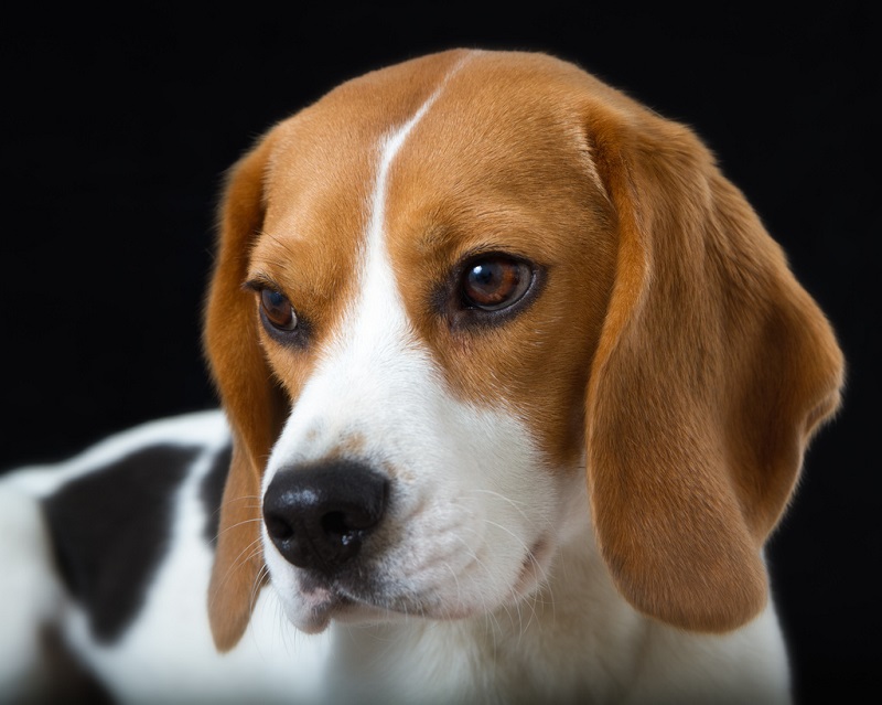 Правда ли, что у собак высокая подвижность ушей и это позволяет им быстро определять точное местоположение звука?