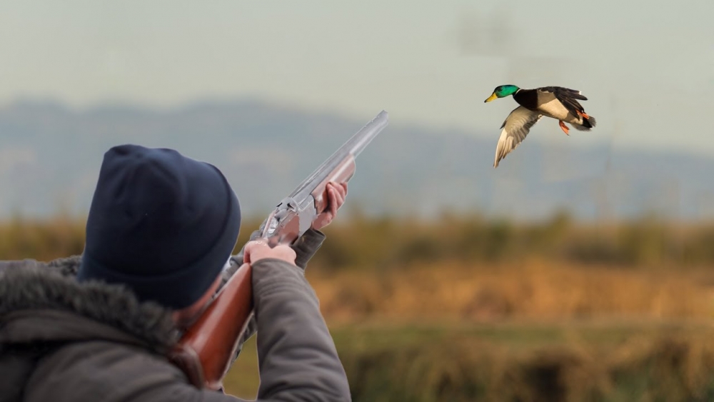 Разрешено ли при весенней охоте на селезня пользоваться духовым охотничьим манком, имитирующим голос утки?
