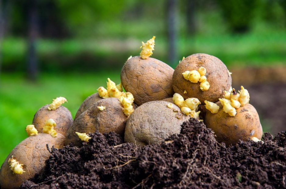 Чем на большее количество кусочков разделить клубень картошки, тем больше получится посадочного материала и урожая